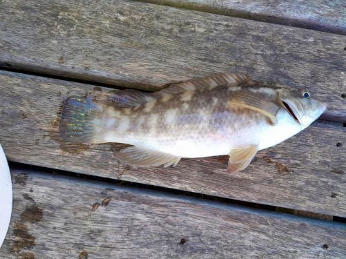 Deal Pier Feb 23 Wrasse landed by Chris Jennings