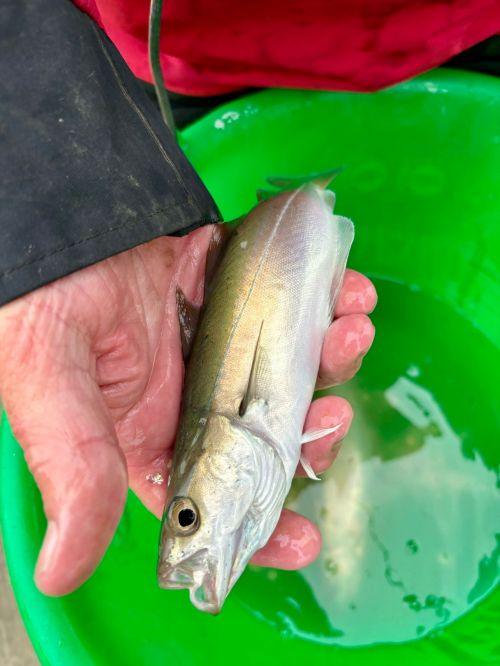 John Railton Coalfish Walton Pier Nov 24