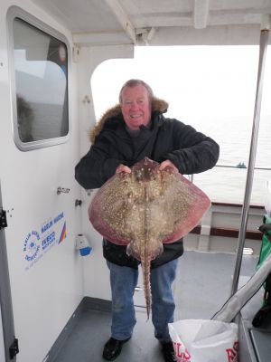 Thornback Ray